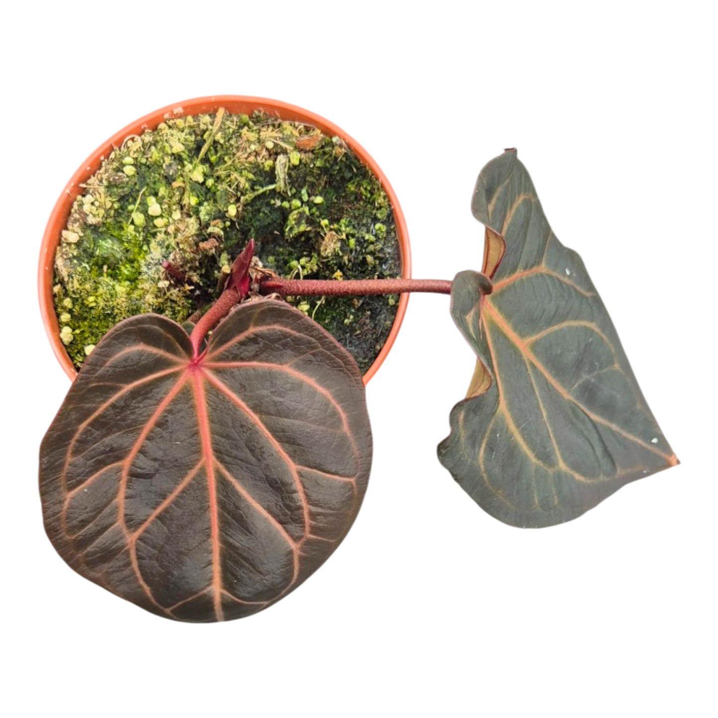 Ausgewählte DocBlock-Pflanzen: Anthurium Red Velvet Cake® '24' × Home Sweet Home® '32' *3
