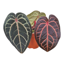 Selected DocBlock Anthurium Red Velvet Cake® '24' X Home Sweet Home® '32' *4