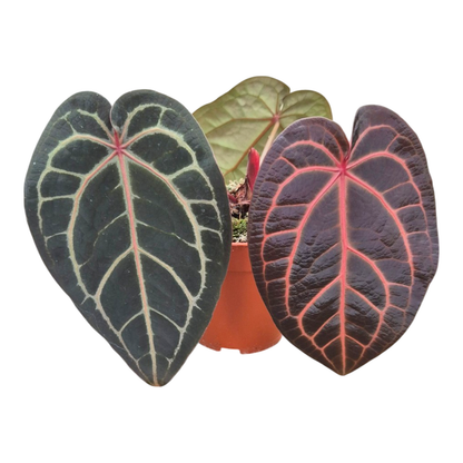 Selected DocBlock Anthurium Red Velvet Cake® '24' X Home Sweet Home® '32' *4