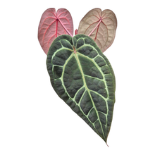 Selected DocBlock Anthurium Red Velvet Cake® '24' X Home Sweet Home® '32' *4