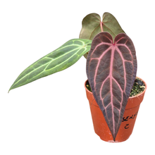 Selected DocBlock Anthurium Red Velvet Cake® '24' X Home Sweet Home® '32' *5