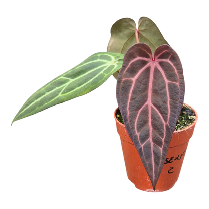 Selected DocBlock Anthurium Red Velvet Cake® '24' X Home Sweet Home® '32' *5