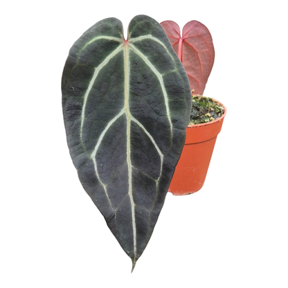 Selected DocBlock Anthurium Red Velvet Cake® '24' X Home Sweet Home® '32' *5