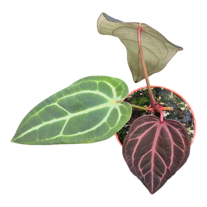 Selected DocBlock Anthurium Red Velvet Cake® '24' X Home Sweet Home® '32' *5