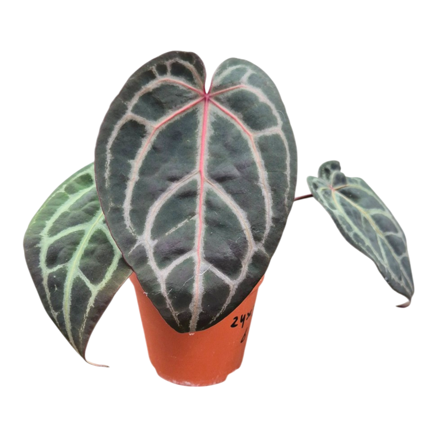 Selected DocBlock Anthurium Red Velvet Cake® '24' X Home Sweet Home® '32' *6