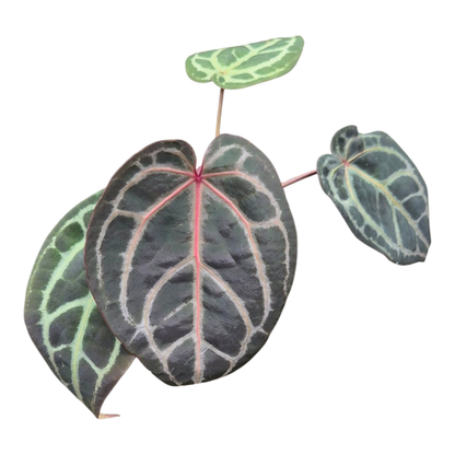 Selected DocBlock Anthurium Red Velvet Cake® '24' X Home Sweet Home® '32' *6