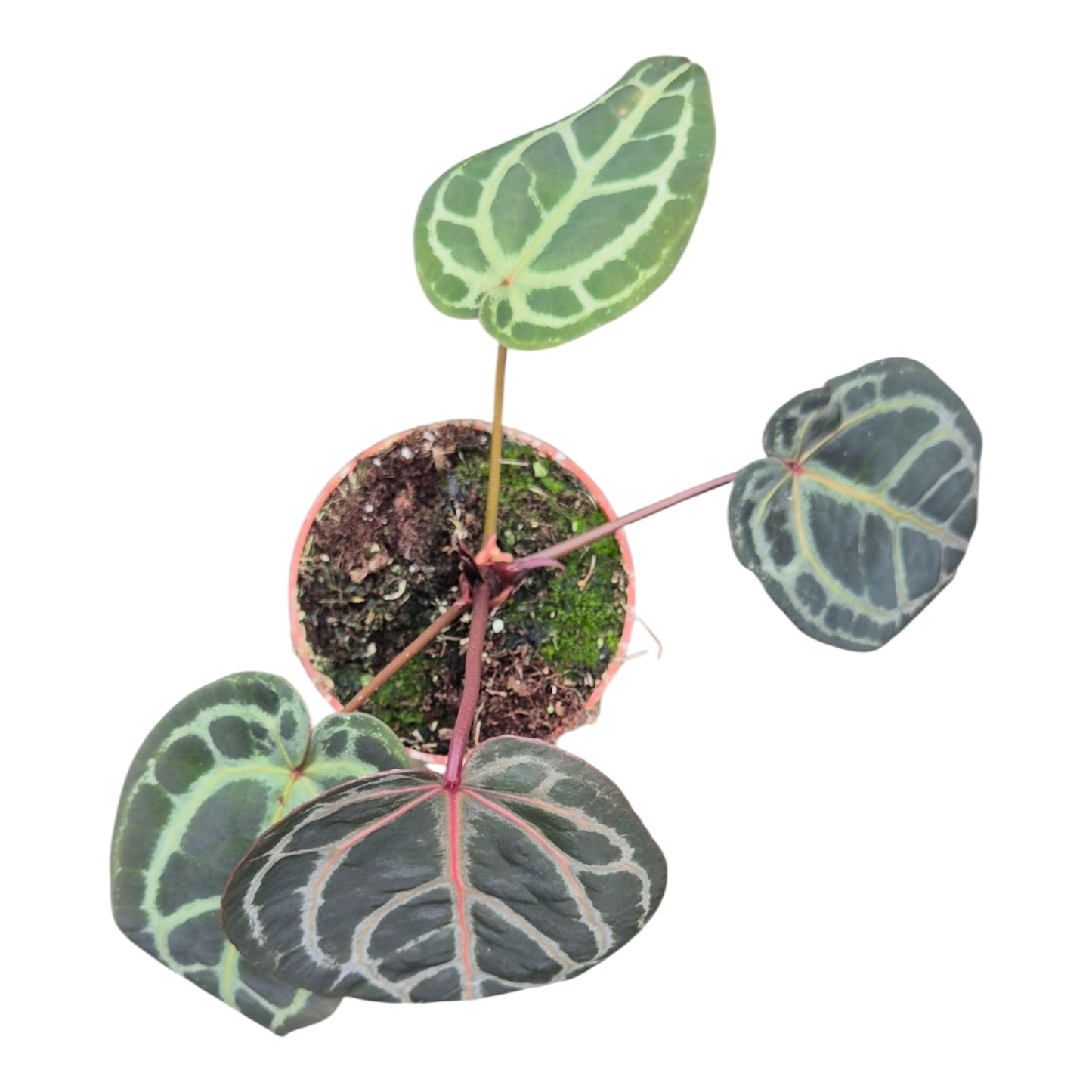 Selected DocBlock Anthurium Red Velvet Cake® '24' X Home Sweet Home® '32' *6