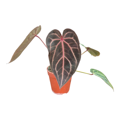 Selected DocBlock Anthurium Red Velvet Cake® '24' X Home Sweet Home® '32' *7