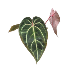 Selected DocBlock Anthurium Red Velvet Cake® '24' X Home Sweet Home® '32' *7