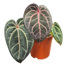 Selected DocBlock Anthurium Red Velvet Cake® '24' X Home Sweet Home® '32' *8
