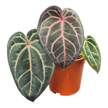 Selected DocBlock Anthurium Red Velvet Cake® '24' X Home Sweet Home® '32' *8