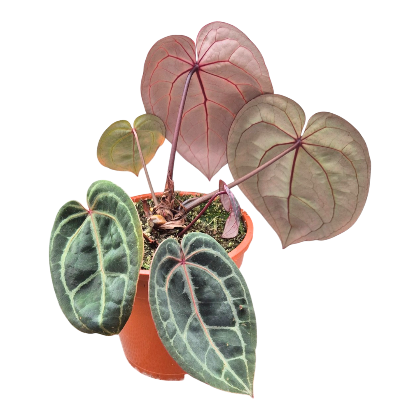 Selected DocBlock Anthurium Red Velvet Cake® '24' X Home Sweet Home® '32' *8