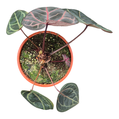 Selected DocBlock Anthurium Red Velvet Cake® '24' X Home Sweet Home® '32' *8