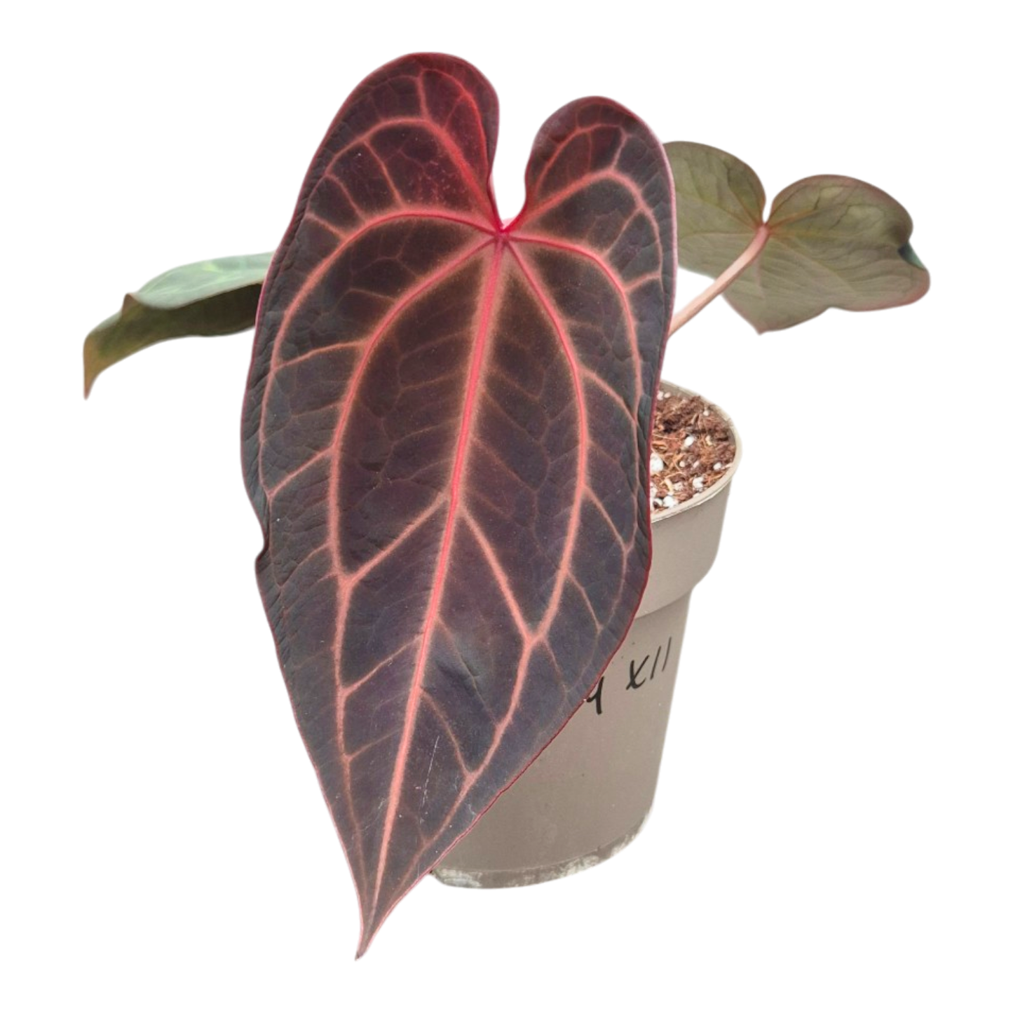 Ausgewählter DocBlock Anthurium Red Velvet Cake® '24' X Michelle® '11' *1