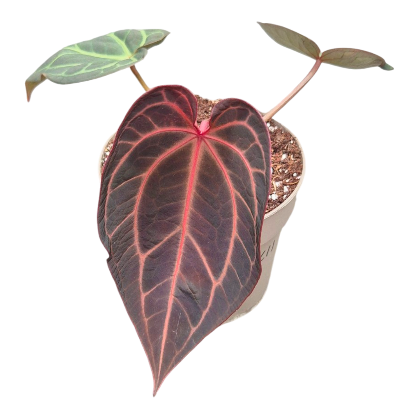 Ausgewählter DocBlock Anthurium Red Velvet Cake® '24' X Michelle® '11' *1
