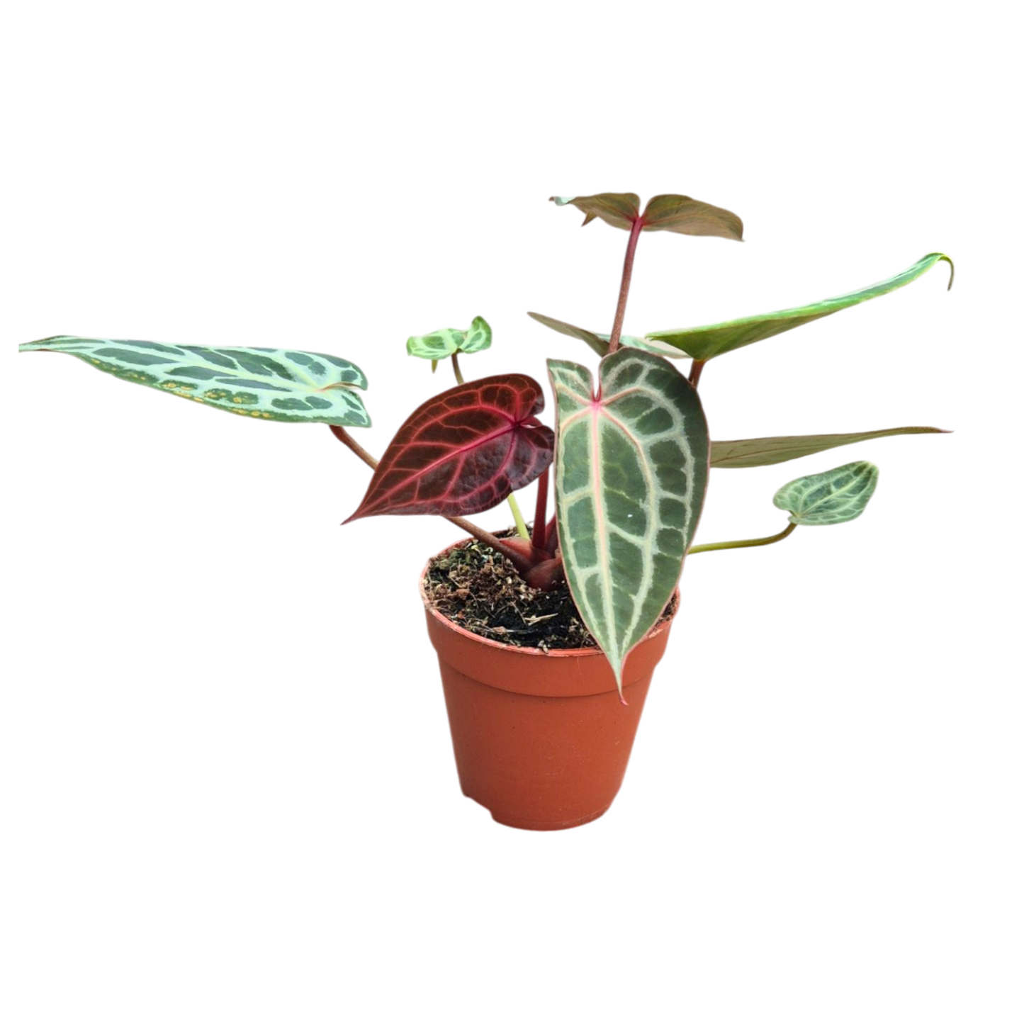 Selected DocBlock Anthurium Thor's Lightning® '30' X Home, Sweet Home® '32' *17