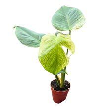 Selected Monstera Devil Monster