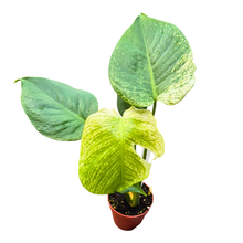 Selected Monstera Devil Monster