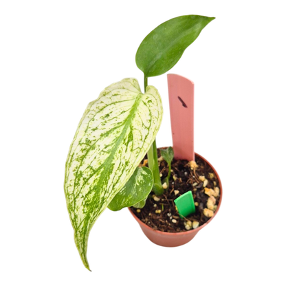 Selected Monstera Devil Monster