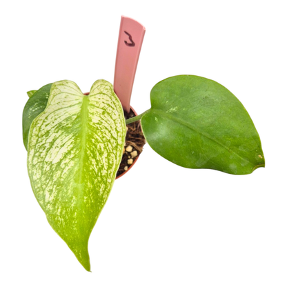 Selected Monstera Devil Monster