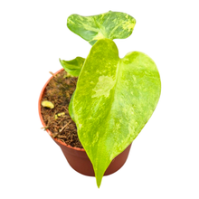 Selected Monstera Ocean Mint