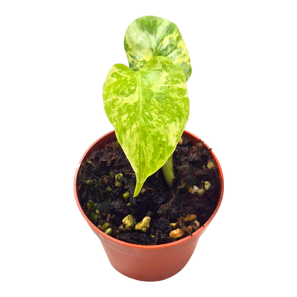 Monstera Ocean Mint sélectionné
