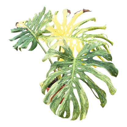 Monstera Platinum sélectionné