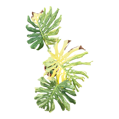 Monstera Platinum sélectionné