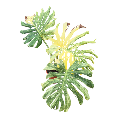 Monstera Platinum sélectionné