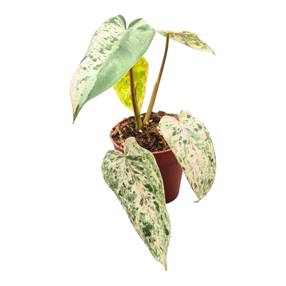Selected Philodendron Ilsemanii