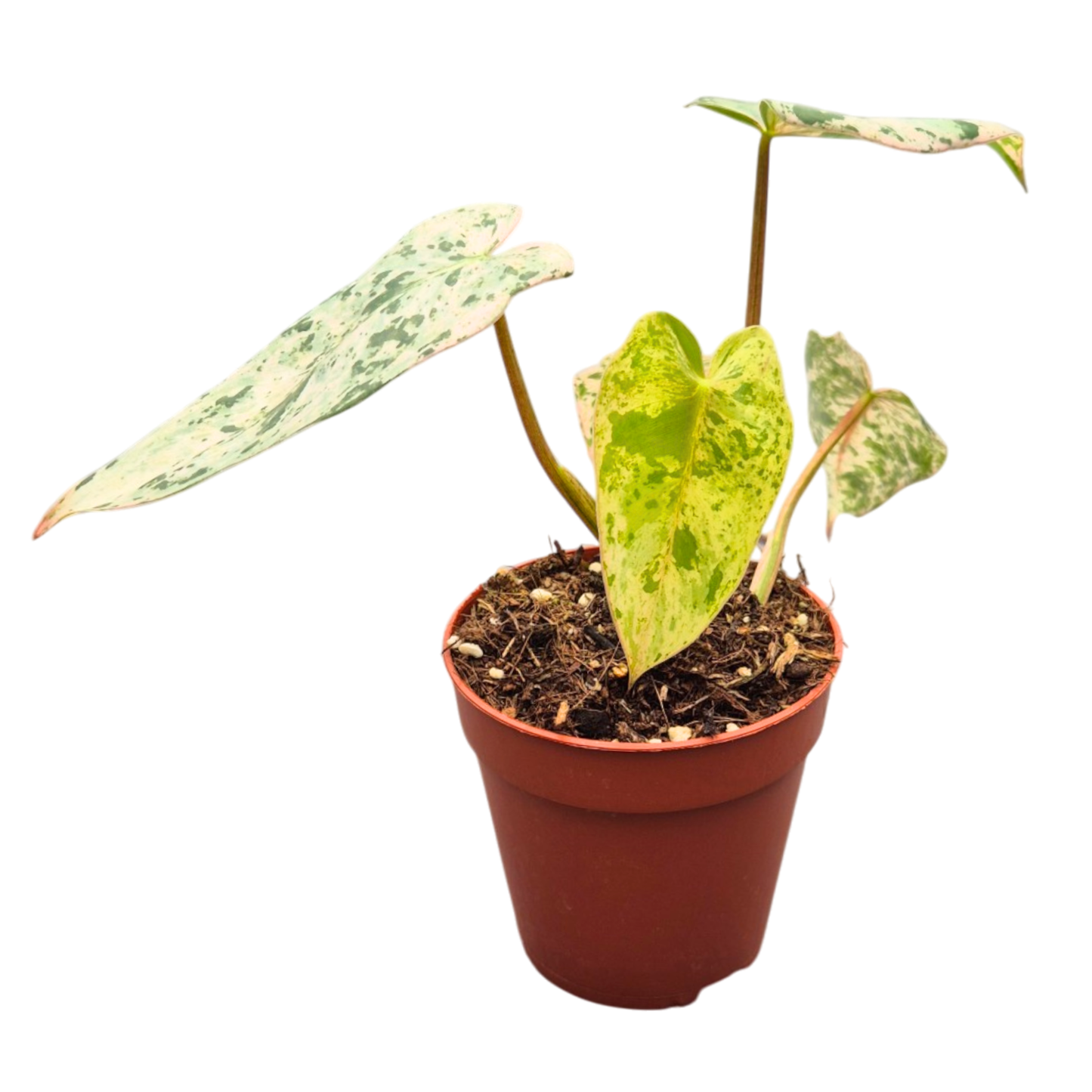 Selected Philodendron Ilsemanii