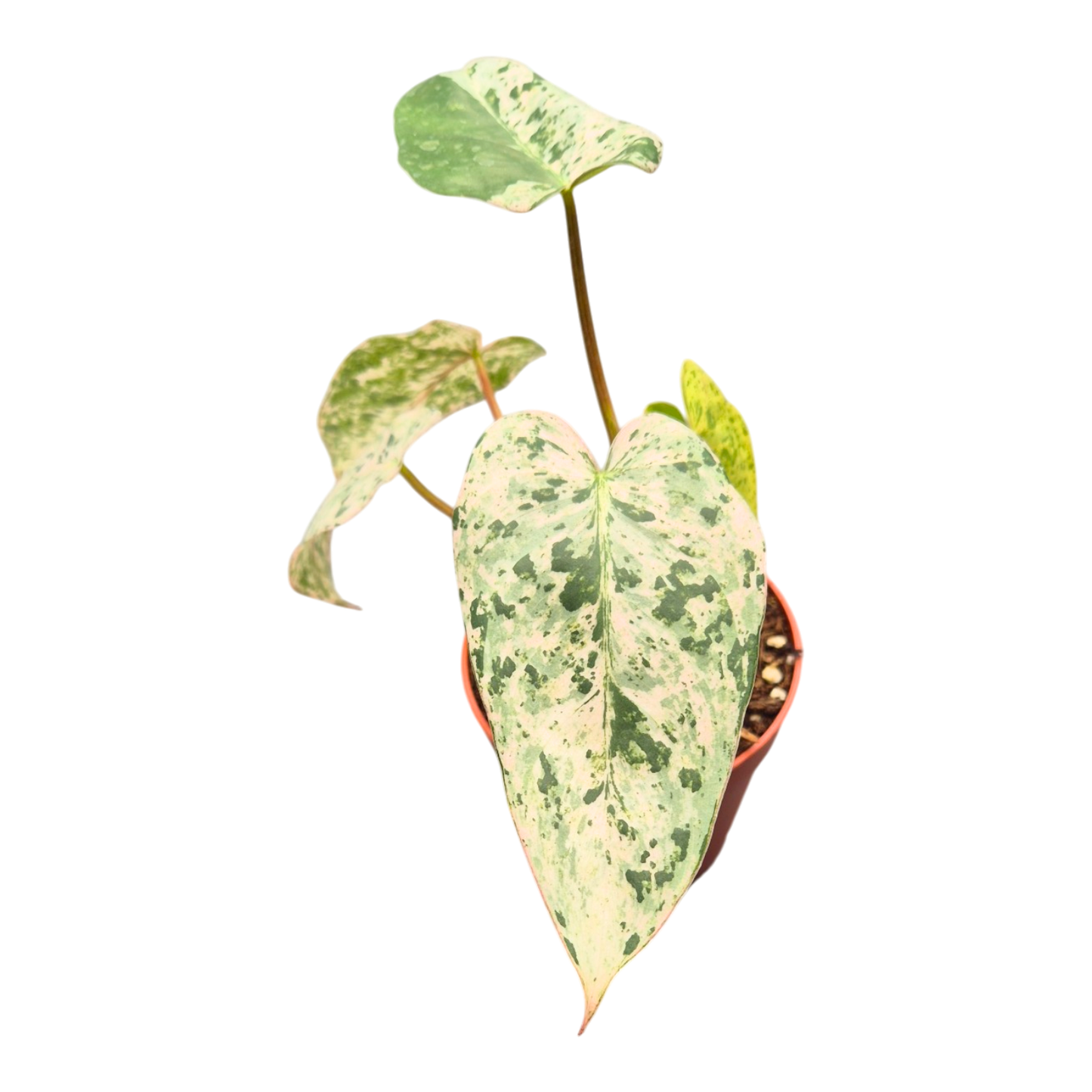 Selected Philodendron Ilsemanii