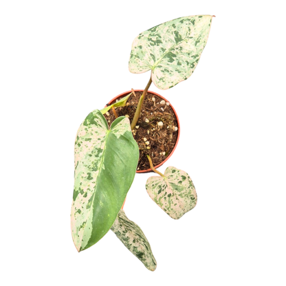 Selected Philodendron Ilsemanii