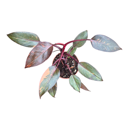 Selected Philodendron Orange Princess