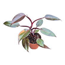 Selected Philodendron Orange Princess