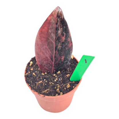 Selected Zamioculcas Black Pink Orange