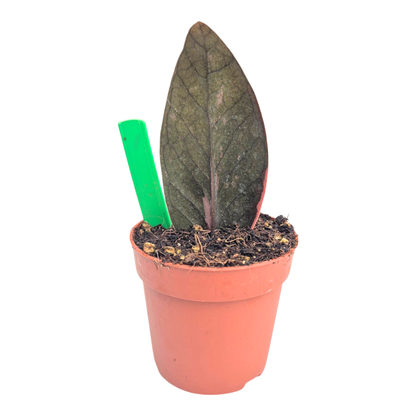 Selected Zamioculcas Black Pink Orange