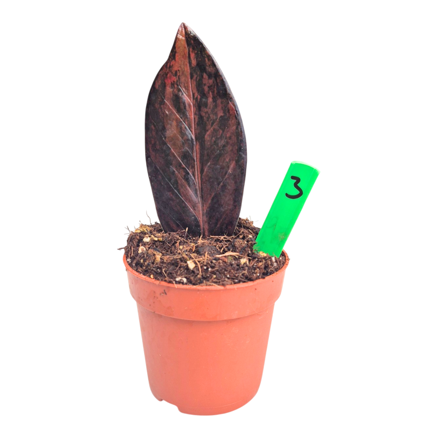 Selected Zamioculcas Black Pink Orange