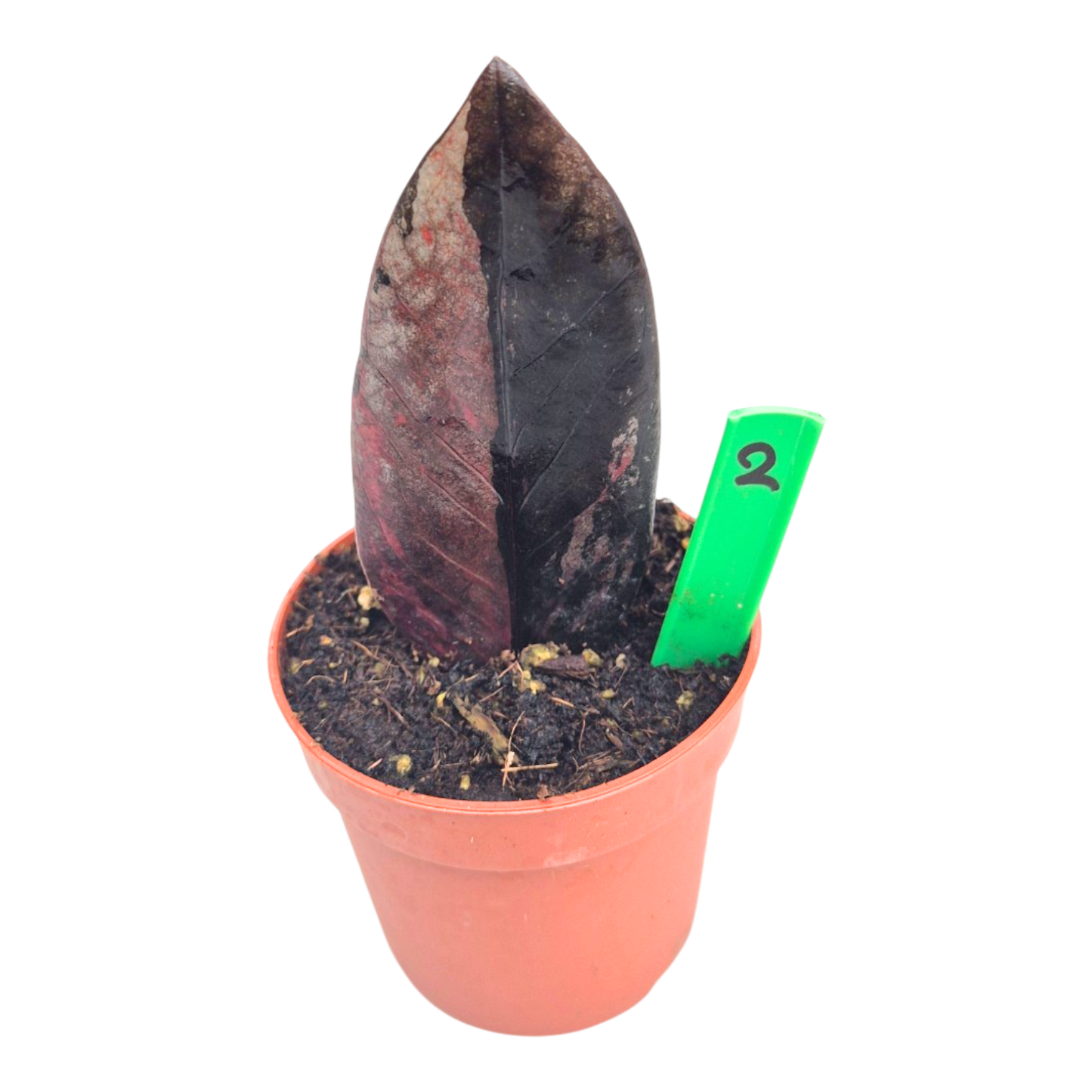 Selected Zamioculcas Black Pink Orange