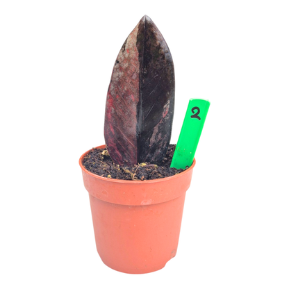 Selected Zamioculcas Black Pink Orange