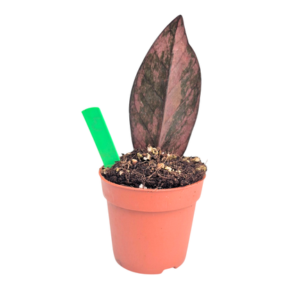 Selected Zamioculcas Black Pink Orange
