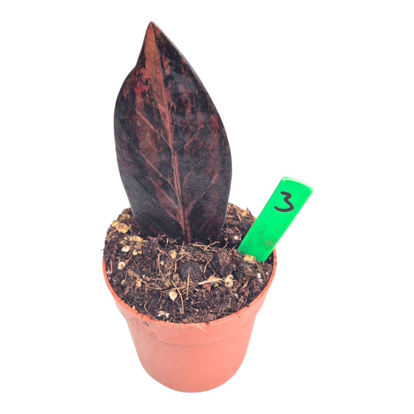 Selected Zamioculcas Black Pink Orange