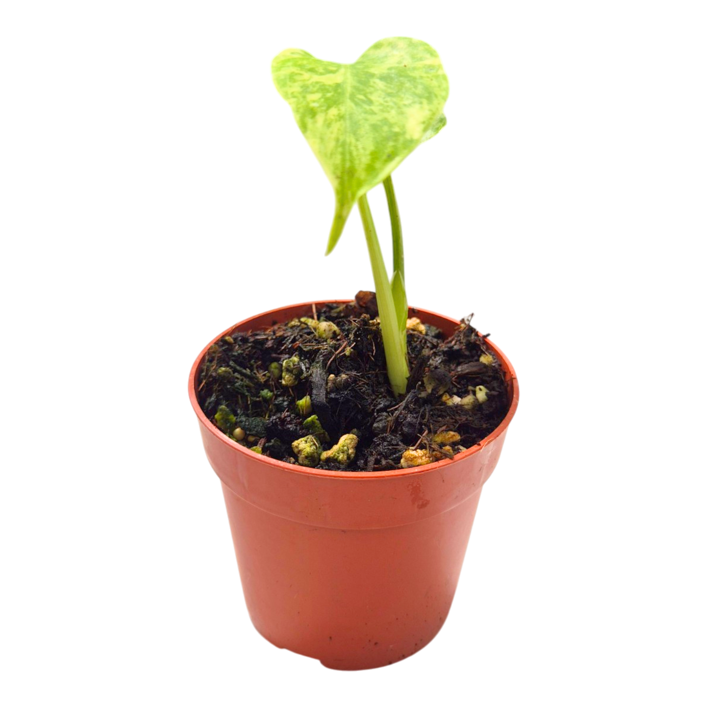 Monstera Ocean Mint sélectionné