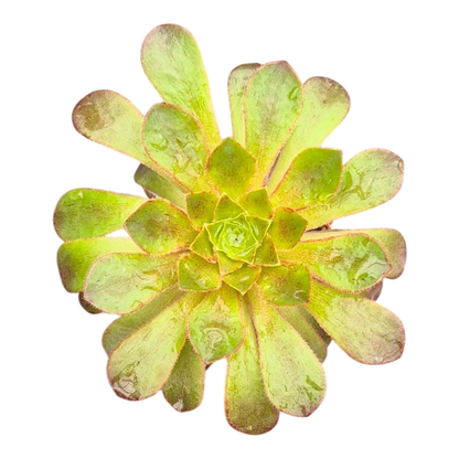 Sempervivum Semponium Lenna
