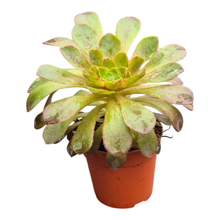 Sempervivum Semponium Lenna