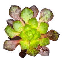Semponium Sienna