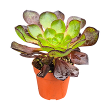 Semponium Sienna