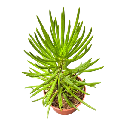 Senecio Barbertonicus Himalaya