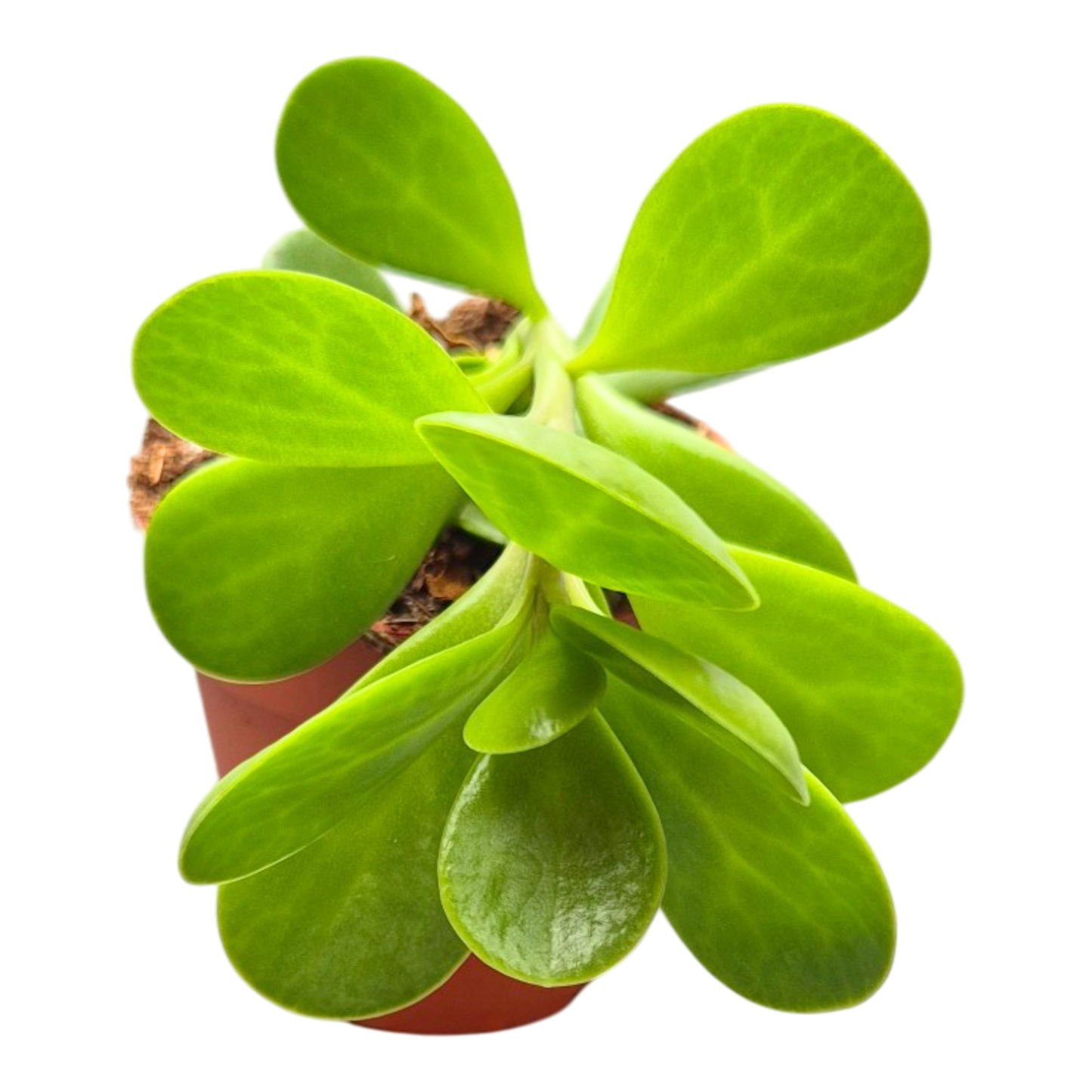 Senecio Jacobsenii