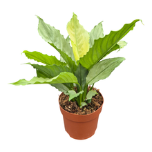 Spathiphyllum Grey